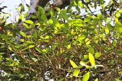 Medinilla malabarica